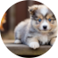 Mini Pomskydoodle Puppies For Sale - Fairfield Furbabies Mini Pomskydoodle Puppies For Sale - Fairfield Furbabies